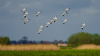 avocet飞行