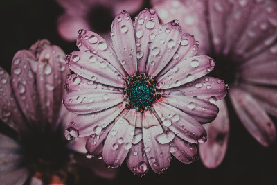 雏菊花