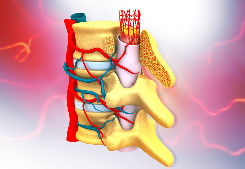 人体脊柱详细解剖