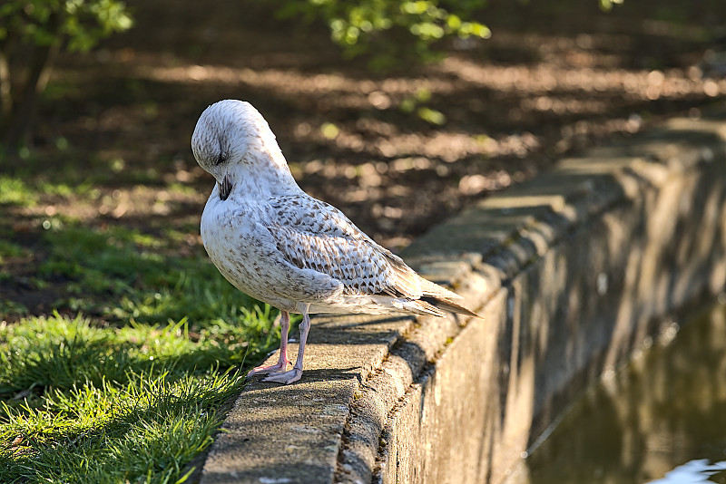 美丽的特写西欧银鸥(Larus argentatus argenteus)坐在和休息在池塘边的赫伯特