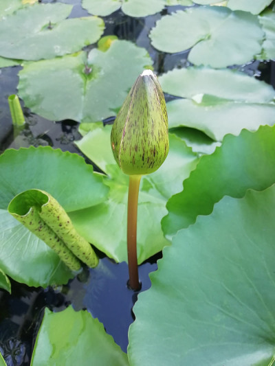 池塘里的荷花