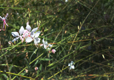 大的茉莉花茉莉