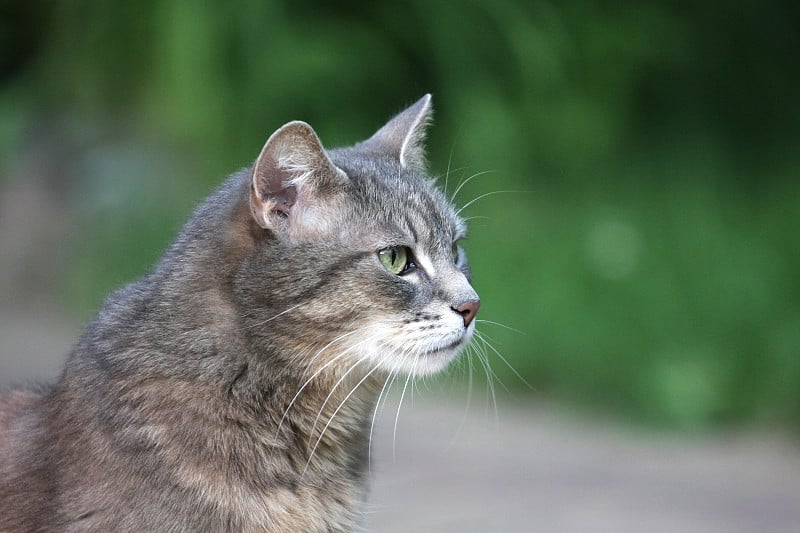 格雷，非常可爱的猫盯着画面外的某一点