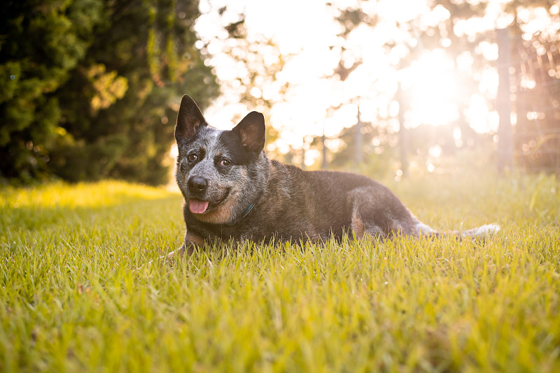 澳大利亚高级牧牛犬或蓝色昆士兰希勒犬