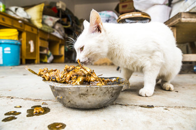 猫