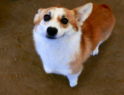 彭布罗克威尔士科基犬