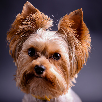 约克郡犬