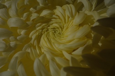 菊花-“Atsumono”宏，黄色