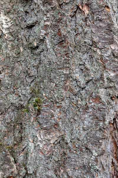 松树树皮特写垂直