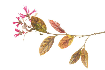 孤立的花和叶的loroptalum秋天季节