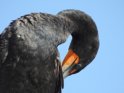 双冠鸬鹚(Phalacrocorax auritus)整理它的羽毛，在一个晴朗的蓝天背景