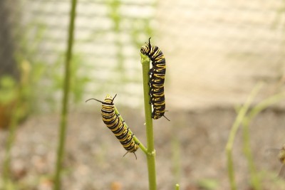 帝王蝶的毛虫——Danaus Plexippus