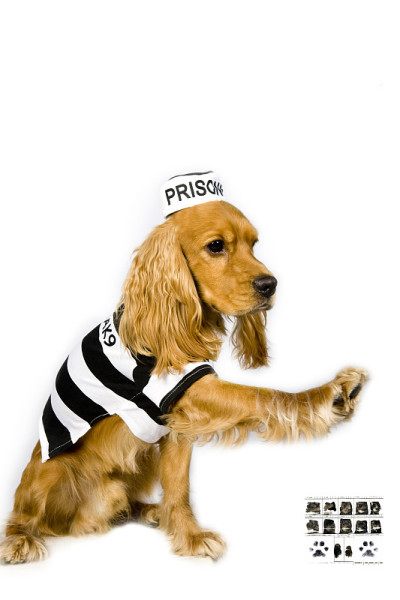 Englesh可卡犬