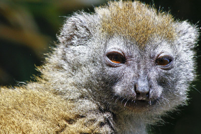 东部小竹狐猴(Hapalemur griseus)，也被称为t