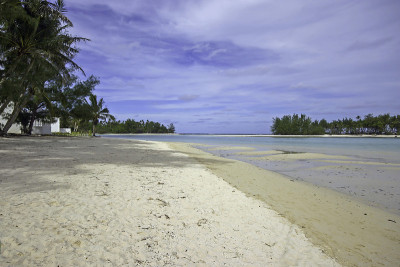 树排列穆里海滩泻湖