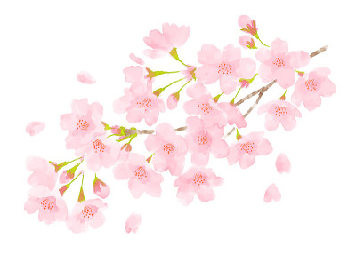 樱花水彩画插图