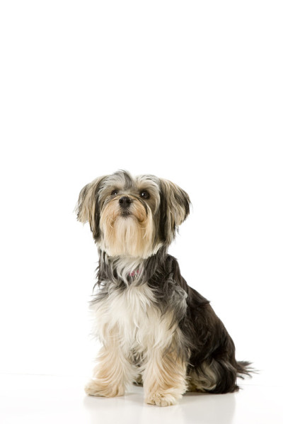 可爱的西施犬