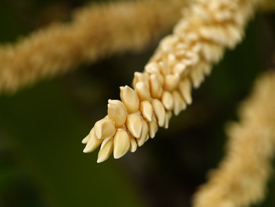 椰子花的特写。