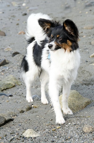 大型雄性蝶耳犬站在西雅图的沙滩上