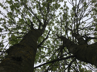 白蜡(Fraxinus excelsior)树- 2018年5月