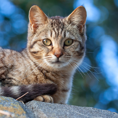 野猫