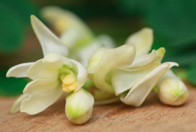 药用辣木花，绿叶