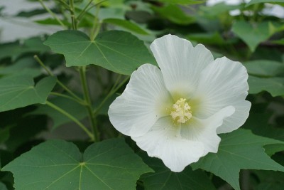 芙蓉