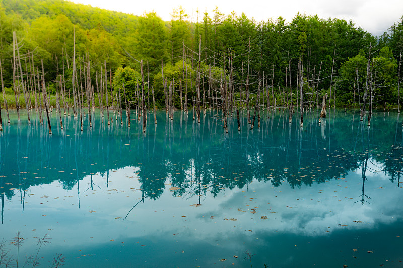 铂蓝池(北海道碧草)