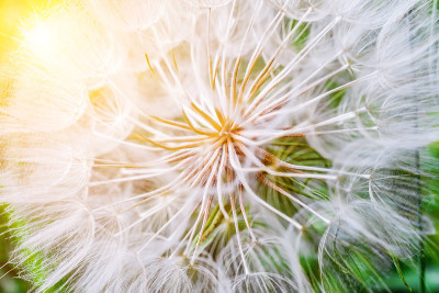这就是我的企图Dandelion