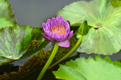 美丽的水或莲花