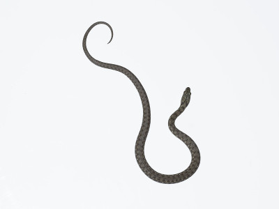Snake说，Natrix tessellata