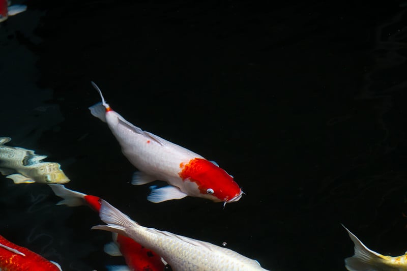 鲤鱼在池塘里游水