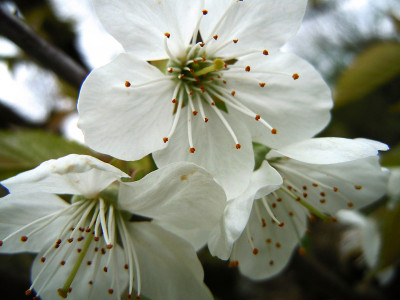 樱花