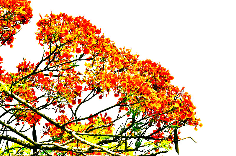 孔雀花