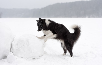 边境牧羊犬在玩雪球。冬天的背景。