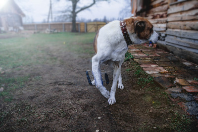 犬爪骨折致残