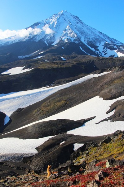 野狐在山上靠近活火山