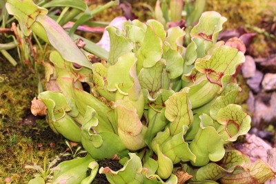 沼泽猪笼草，Heliamphora Chimantensis