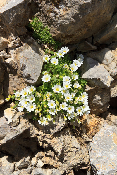 单花香芹