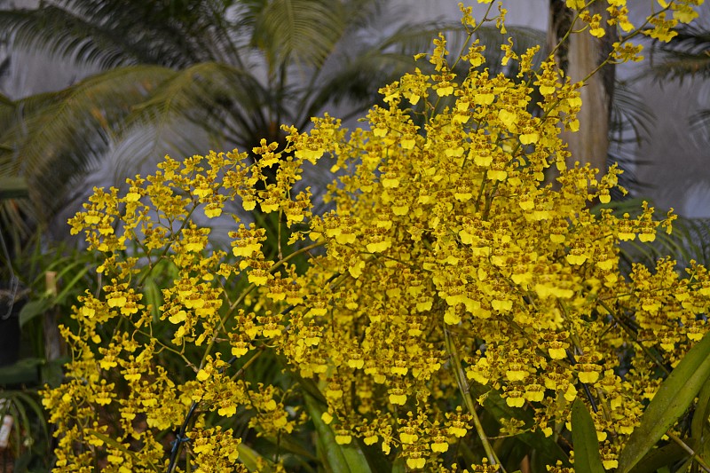 金蝶兰属植物兰花花朵