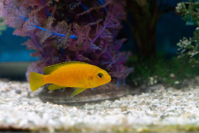 装饰性的鱼在水族馆里游泳