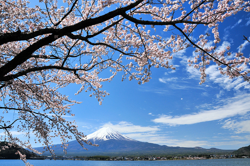 富士山和樱桃树