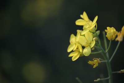 春天的花朵