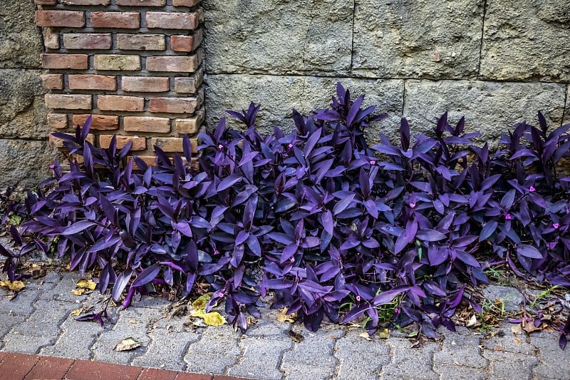 篱笆附近的花坛上长着一大片白草叶(Tradescantia pallida)