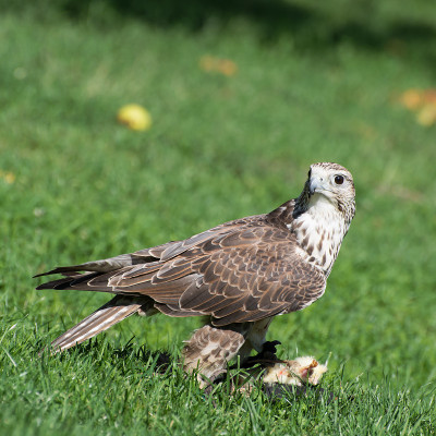 Saker falcon (Falco cherrug)肖像