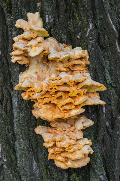 Laetiporus sulureus是一种生长在树上的托架真菌。Crab-of-the-woods