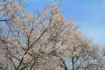 日本高藤的樱花
