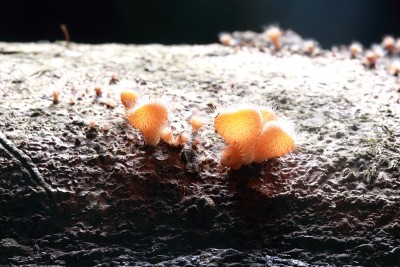 热带雨林中的蘑菇菌类