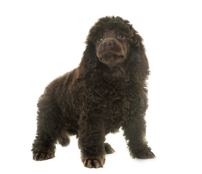 小狗棕色的贵宾犬