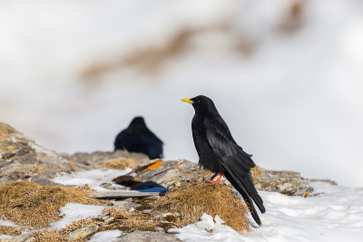 两只高山丘鹬(pyrrhocorax graculus)站在岩石上